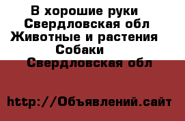 В хорошие руки - Свердловская обл. Животные и растения » Собаки   . Свердловская обл.